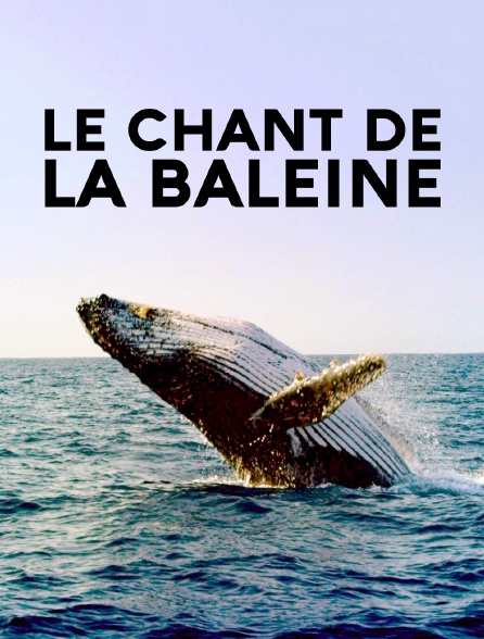 Le chant de la baleine