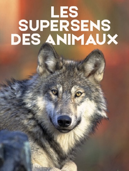 Les supersens des animaux