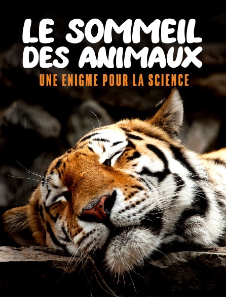 Le sommeil des animaux : une énigme pour la science