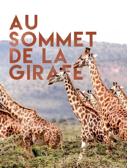 Au sommet de la girafe