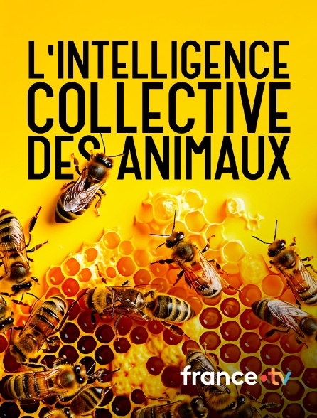 france.tv - L'intelligence collective des animaux