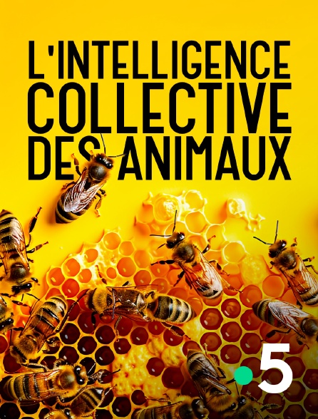 France 5 - L'intelligence collective des animaux