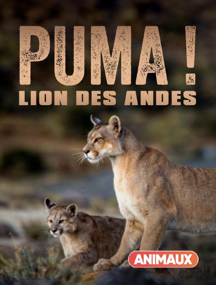 Animaux - Puma, lion des Andes