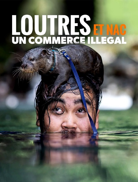 Loutres et NAC, un commerce illégal