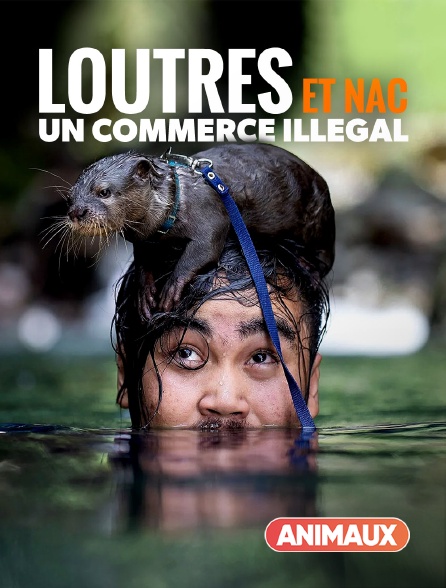Animaux - Loutres et NAC, un commerce illégal