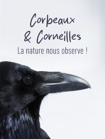 Corbeaux & corneilles : la nature nous observe !