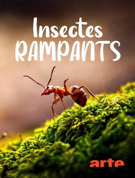 Arte - Insectes rampants