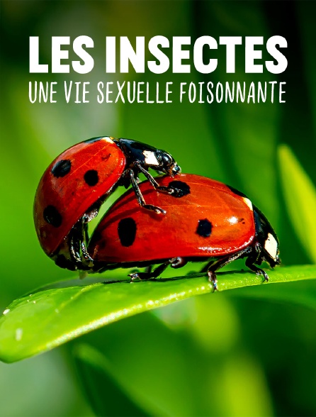 Les insectes, une vie sexuelle foisonnante