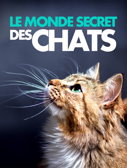 Le monde secret des chats