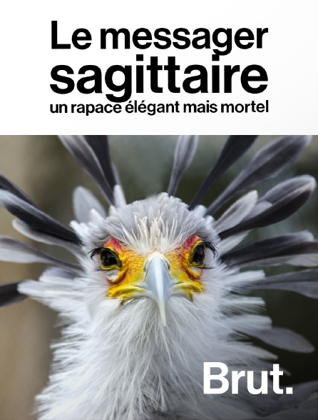 Brut - Le messager sagittaire : un rapace élégant mais mortel