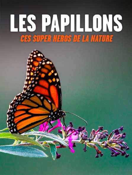 Les papillons, ces super héros de la nature