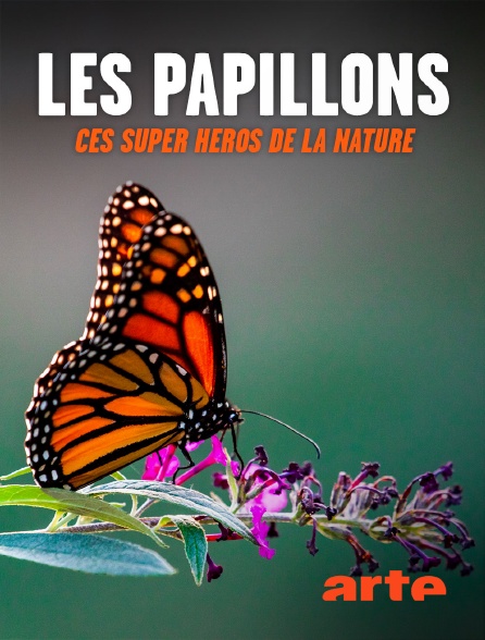 Arte - Les papillons, ces super héros de la nature