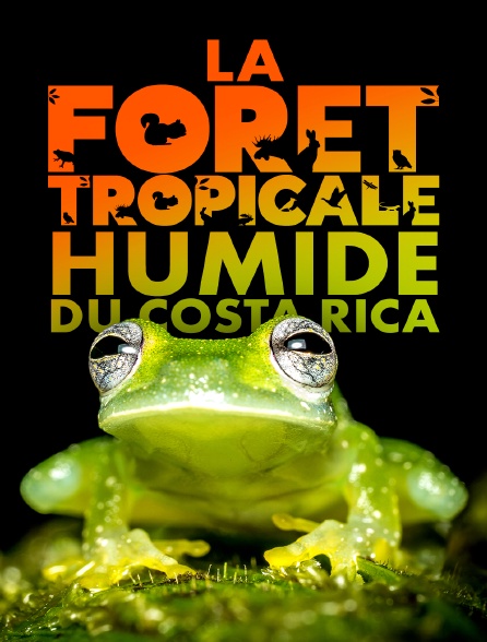La forêt tropicale humide du Costa Rica