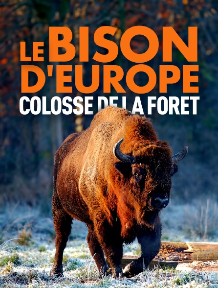 Le bison d'Europe, colosse de la forêt