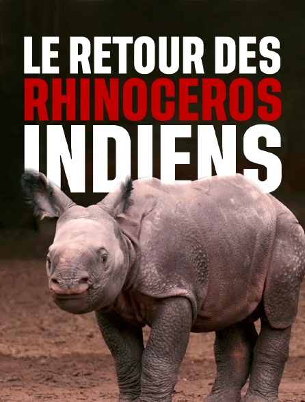 Le retour des rhinocéros indiens