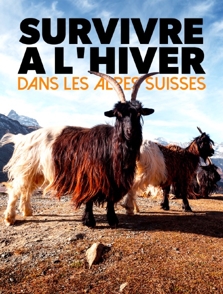 Survivre à l'hiver dans les Alpes suisses