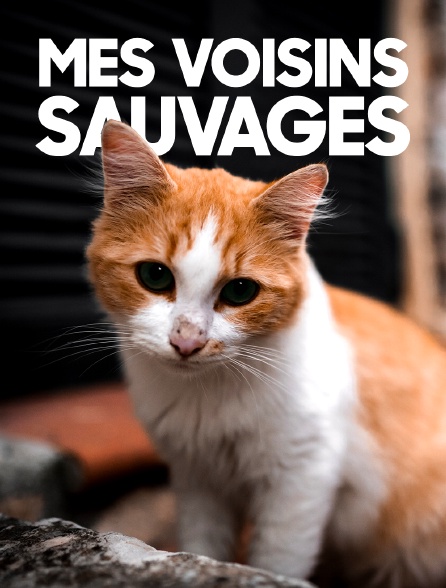 Mes voisins sauvages
