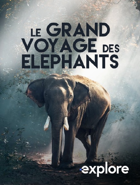EXPLORE - La marche des éléphants
