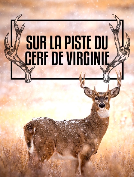 Sur la piste du cerf de Virginie à St Pierre et Miquelon