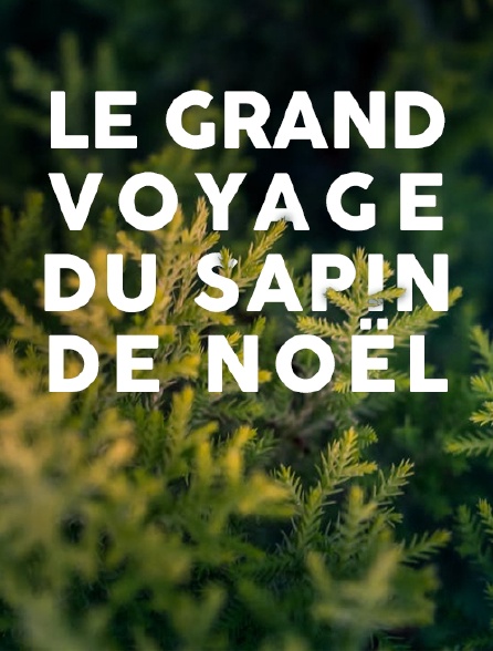 Le Grand Voyage Streaming Le grand voyage du sapin de Noël en Streaming - Molotov.tv