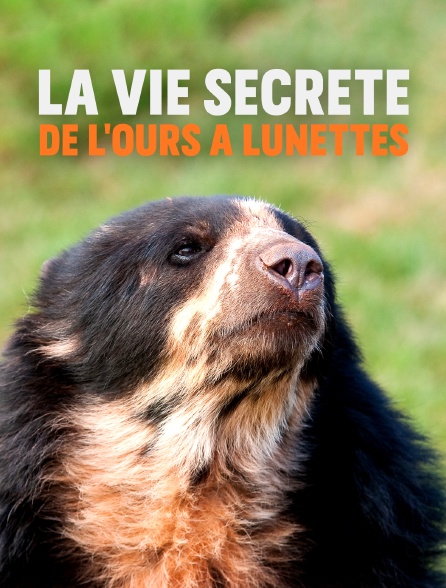 La vie secrète de l'ours à lunettes