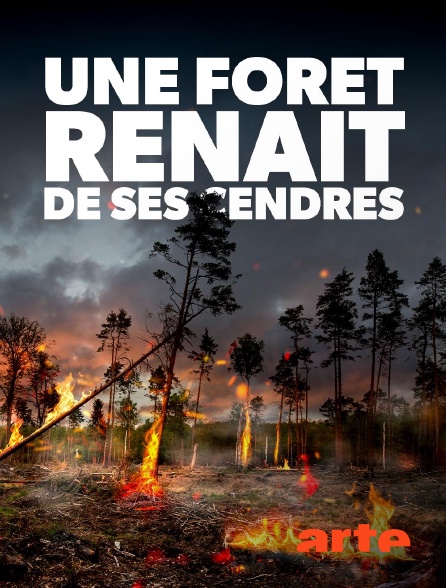 Arte - Une forêt renaît de ses cendres