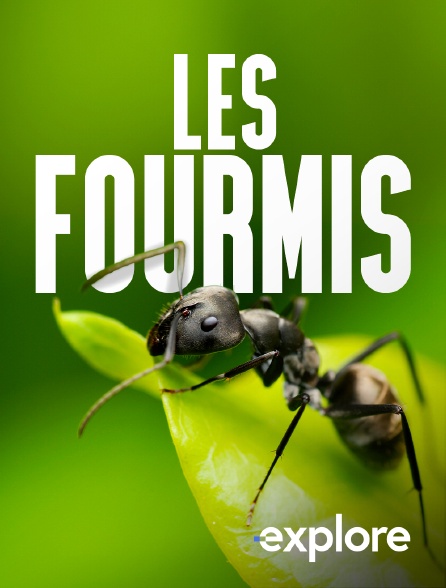 EXPLORE - Les fourmis