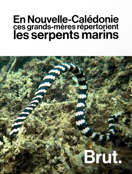 Brut - En Nouvelle-Calédonie, ces grands-mères répertorient les serpents marins
