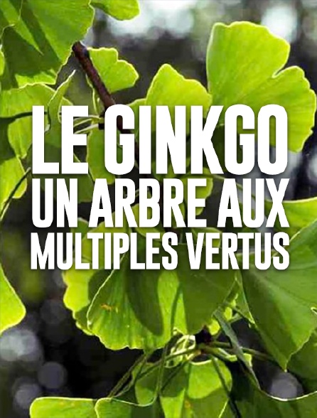 Le ginkgo, un arbre aux multiples vertus