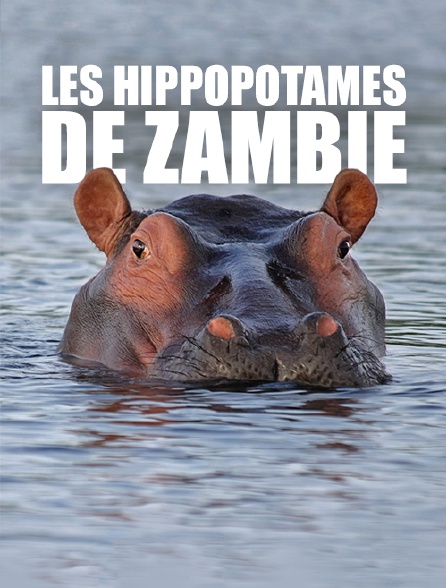Les hippopotames de Zambie