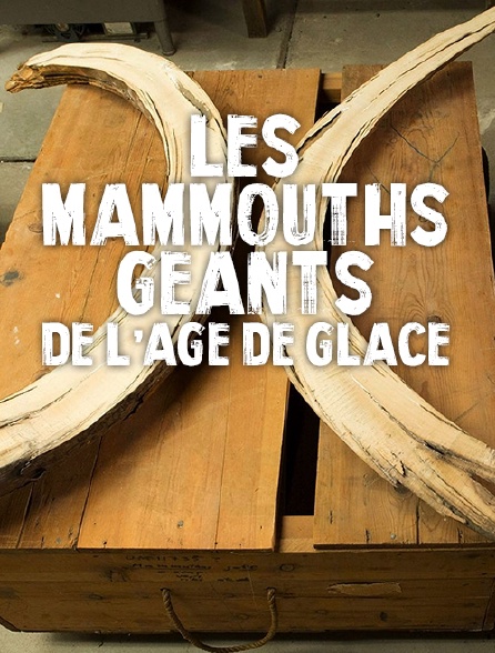 Les mammouths géants de l'âge de glace