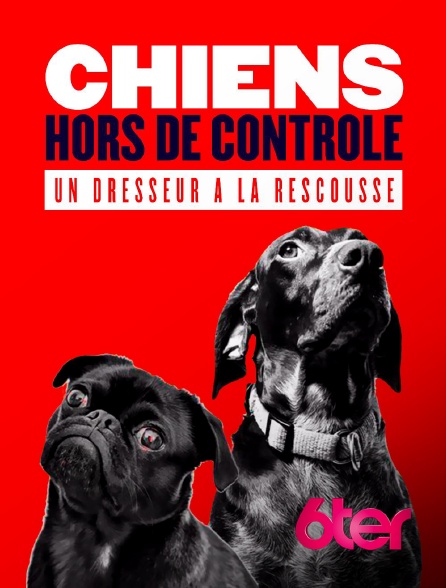 6ter - Chiens hors de contrôle : un dresseur à la rescousse