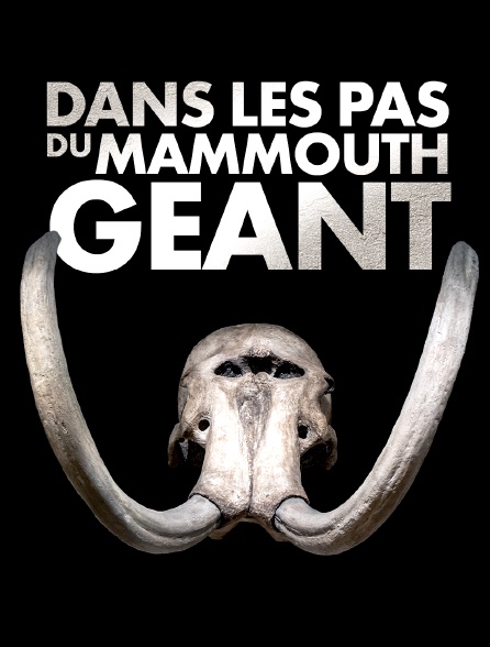 Dans les pas du mammouth géant