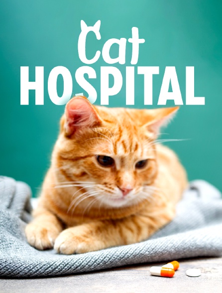 Cat Hospital