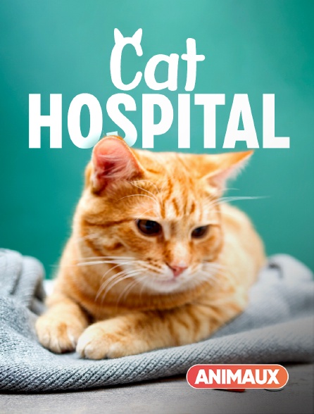 Animaux - Cat Hospital