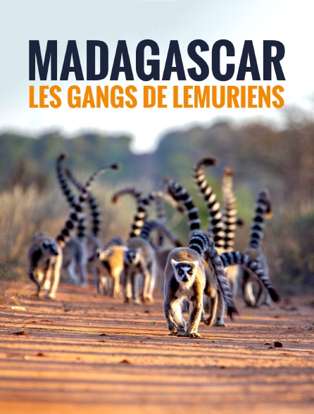 Madagascar : les gangs de lémuriens