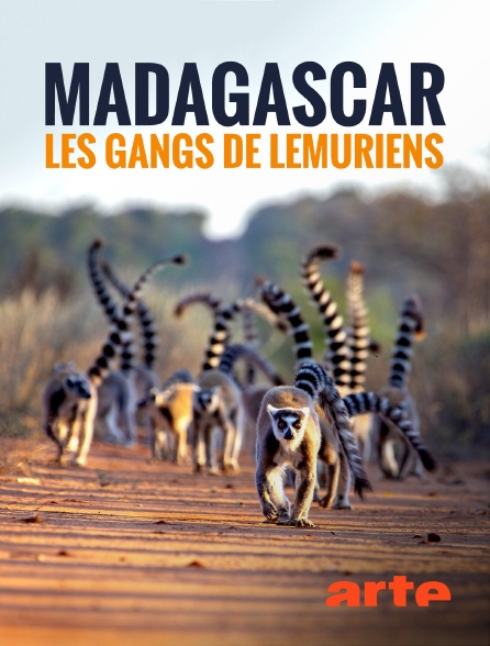 Arte - Madagascar : les gangs de lémuriens