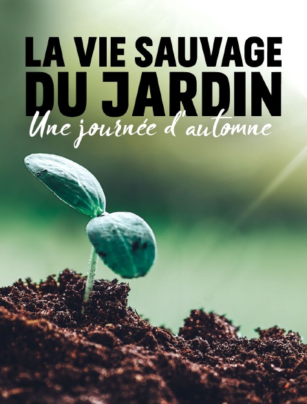 La vie sauvage du jardin : Une journée d'automne