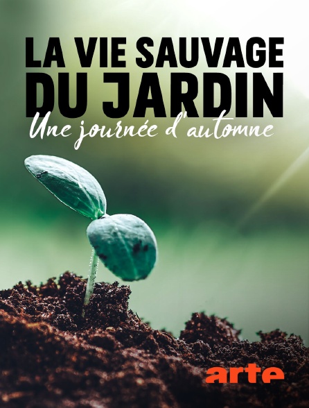 Arte - La vie sauvage du jardin : Une journée d'automne