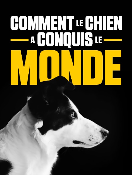 Comment le chien a conquis le monde