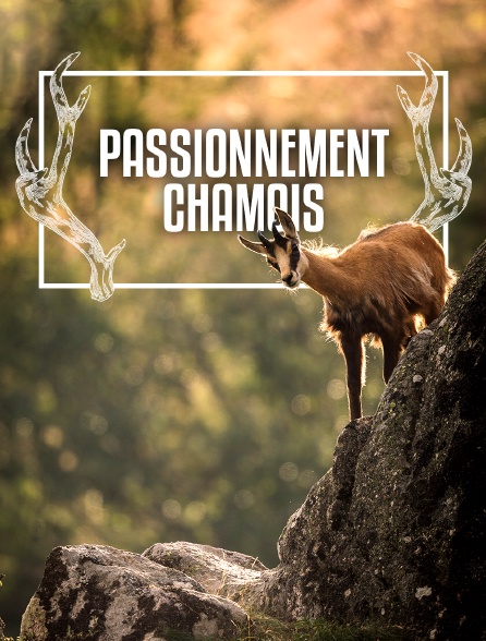 Passionnément chamois