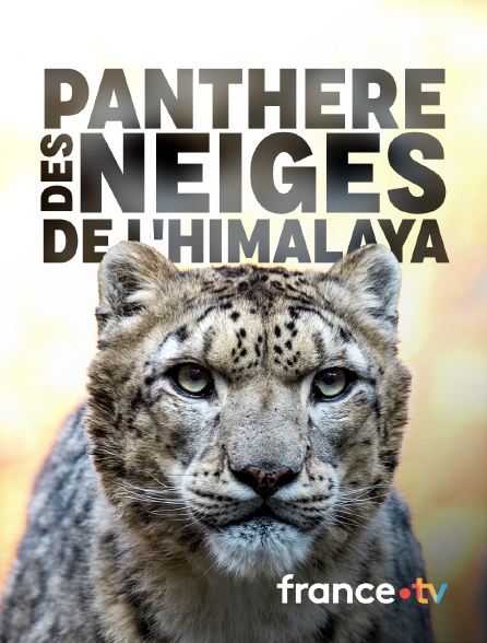 france.tv - Panthère des neiges de l'Himalaya