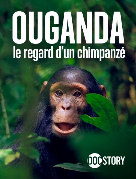 Docstory - Ouganda, le regard d'un chimpanzé
