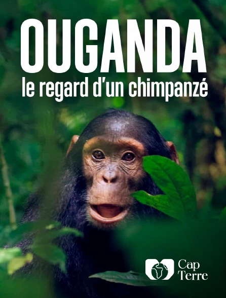 Cap Terre - Ouganda, le regard d'un chimpanzé
