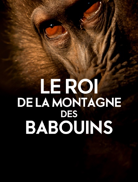 Le roi de la montagne des babouins