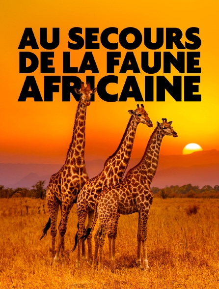 Au secours de la faune africaine