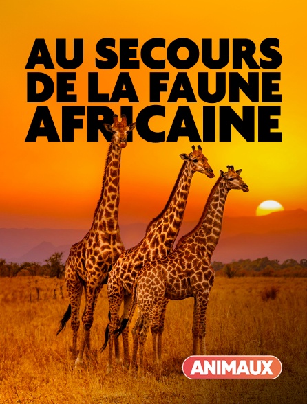 Animaux - Au secours de la faune africaine - 19/09/2024 à 18h00