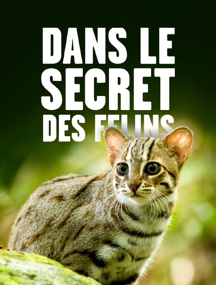 Dans le secret des félins