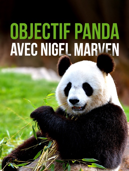 Objectif panda avec Nigel Marven