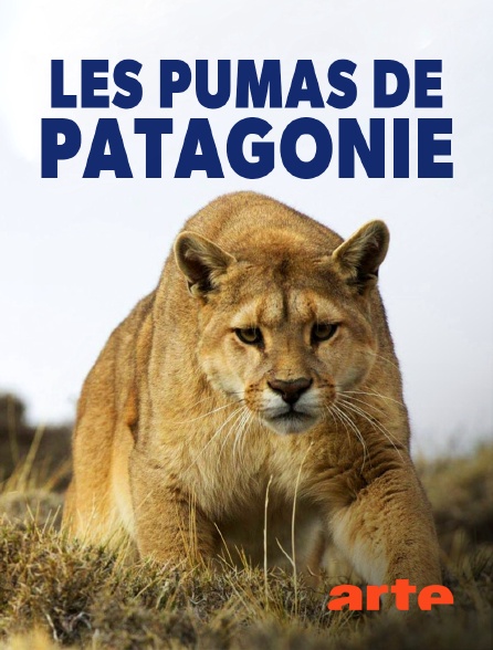 Arte - Les pumas de Patagonie